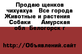 Продаю щенков чихуахуа - Все города Животные и растения » Собаки   . Амурская обл.,Белогорск г.